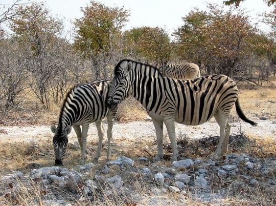 800px Zebras etoscha