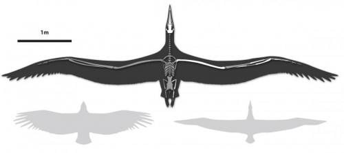 Dünyanın en büyük uçabilen kuşu Pelagornis sandersi’nin kanat açıklıklı karşılaştırmalı bir çizimi. Sol tarafta gösterilen California akbabası, sağ tarafta gösterilen Royal albatross. (Credit: Liz Bradford)